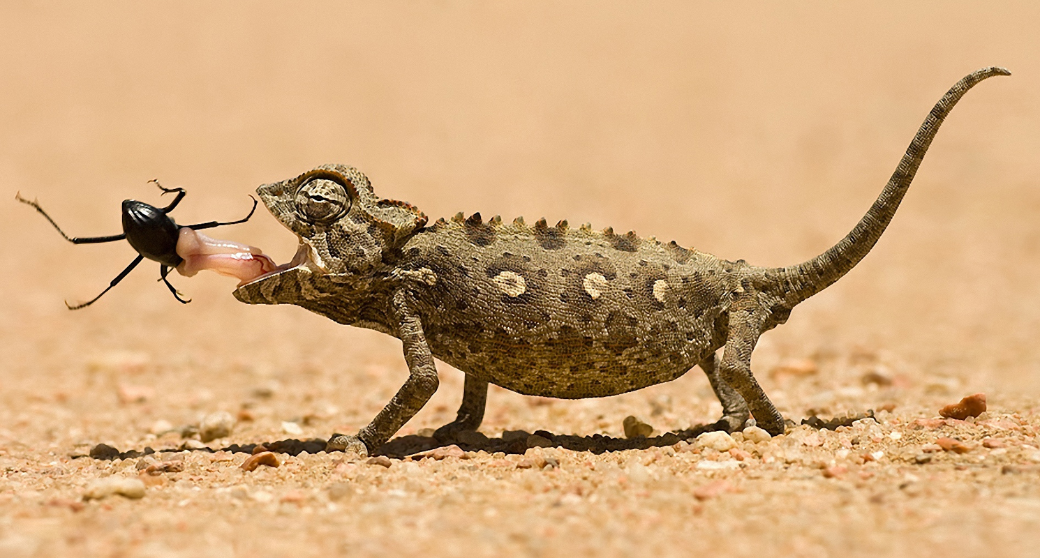 desert reptiles