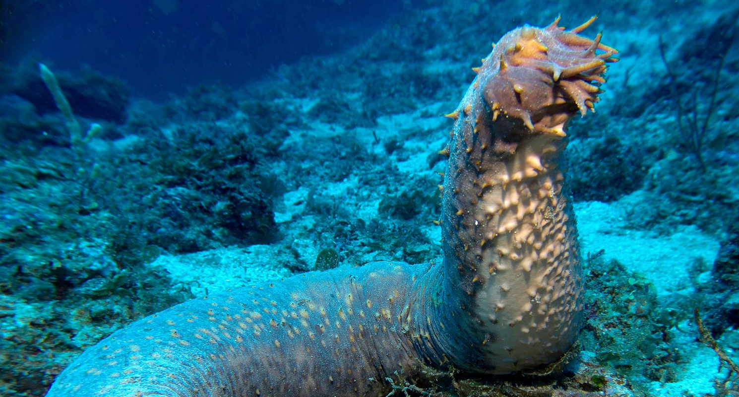 List Of Most Terrifying Deep Sea Animals â Unique Nature Habitats