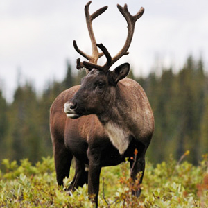 boreal forest animals