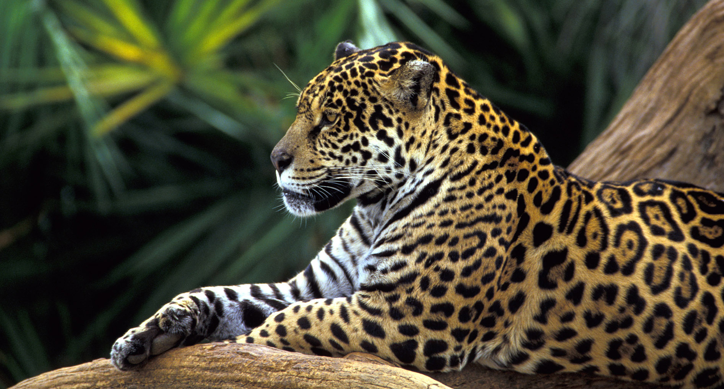 Rare African Rainforest Animals